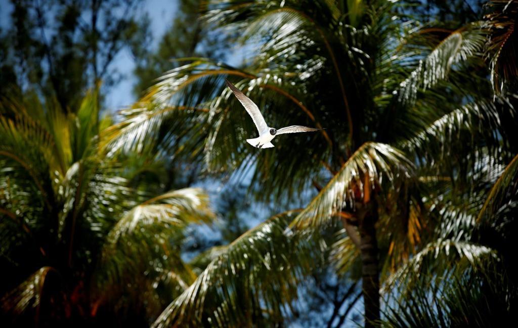 Warwick Paradise Island Bahamas (Adults Only) Nassau Esterno foto