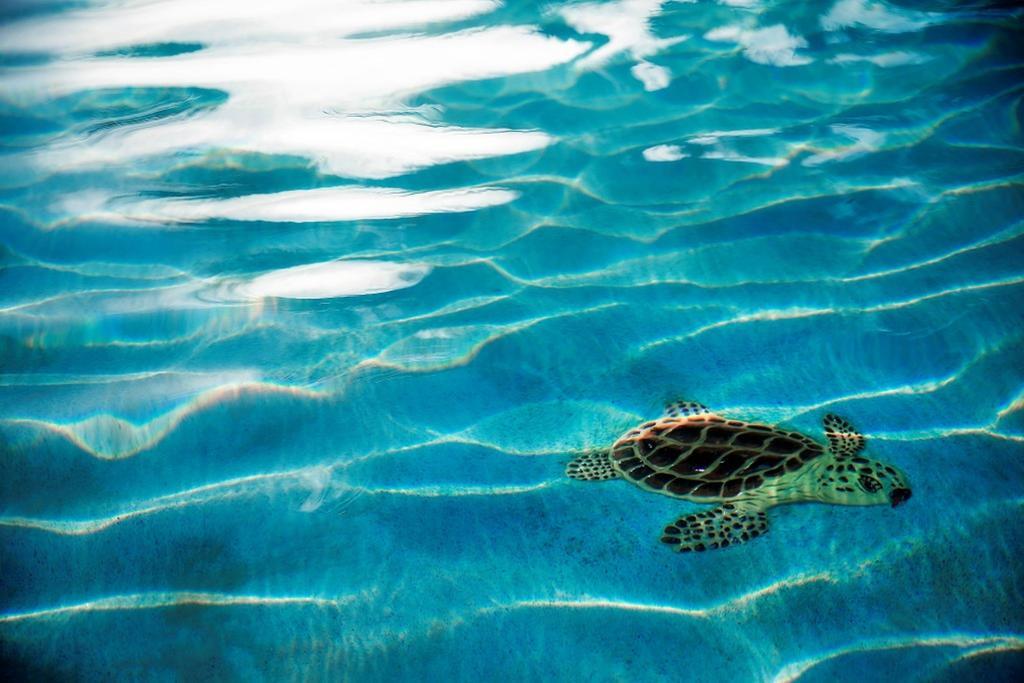Warwick Paradise Island Bahamas (Adults Only) Nassau Esterno foto